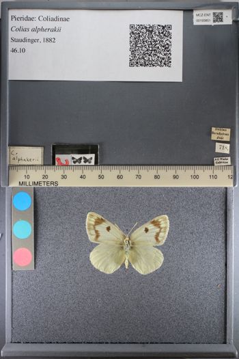 Media type: image;   Entomology 193851